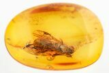 Detailed Fossil Parasitoid Wasp (Cheloninae) In Baltic Amber #325364-1